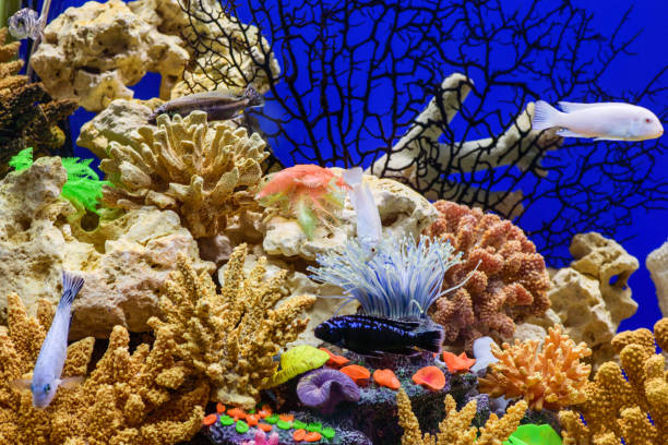 coral for reef tank
